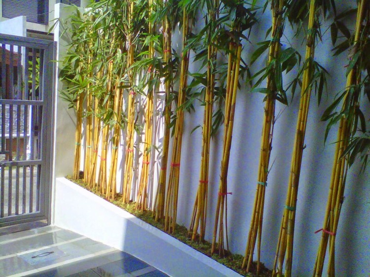feng-shui-tanamlah-bambu-di-rumah-maka-anda-akan-beruntung